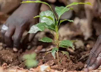 Nestlé ramps up regenerative agriculture with global partnerships