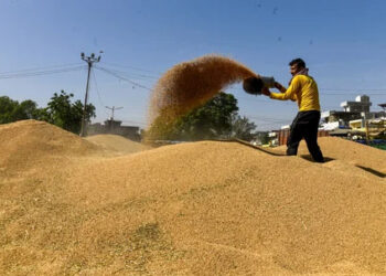 Wheat output likely at 110-120 mn ton in 25-26 amid weather damage, says Food Secy