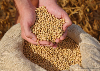 IFF secures Ist heart health claim for soy protein in Australia and New Zealand
