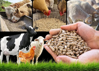 Delhi HC quashes FSSAI regulation on animal feed