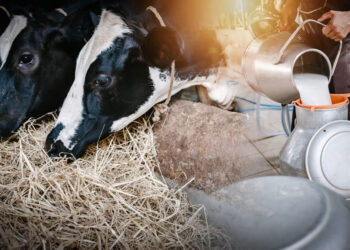 UP prepares dairy master plan to promote indigenous cow breeds, increase milk production