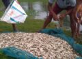 NMCG releases over 205 lakh fish fingerlings to rebuild Ganga food chain