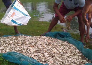 NMCG releases over 205 lakh fish fingerlings to rebuild Ganga food chain
