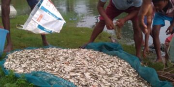 NMCG releases over 205 lakh fish fingerlings to rebuild Ganga food chain