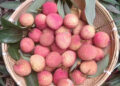 APEDA facilitates first export of GI-Tagged Tezpur Litchi from Assam to Dubai
