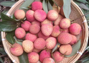 APEDA facilitates first export of GI-Tagged Tezpur Litchi from Assam to Dubai