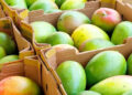 APEDA facilitates first commercial export of GI-tagged Rewa Sundarja mangoes from MP to UAE
