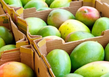APEDA facilitates first commercial export of GI-tagged Rewa Sundarja mangoes from MP to UAE