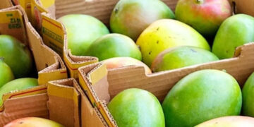 APEDA facilitates first commercial export of GI-tagged Rewa Sundarja mangoes from MP to UAE