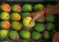 No Ban on Import of Indian Mangoes by Nepal