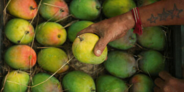 No Ban on Import of Indian Mangoes by Nepal