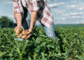 McCain Foods launches expands Potato farming with AI insights